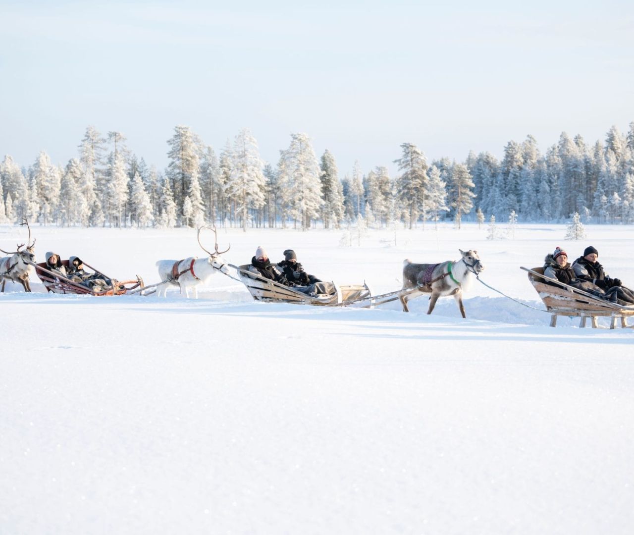 Reindeer excursion at Lapland Boutique Resorts