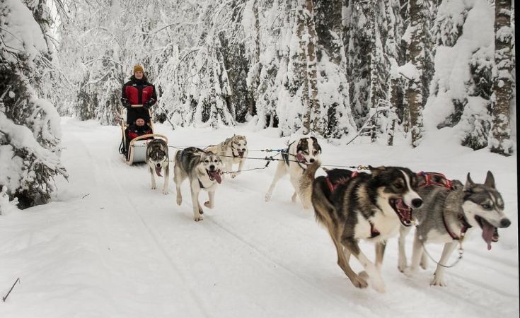 Husky adventures with Ruka Safaris