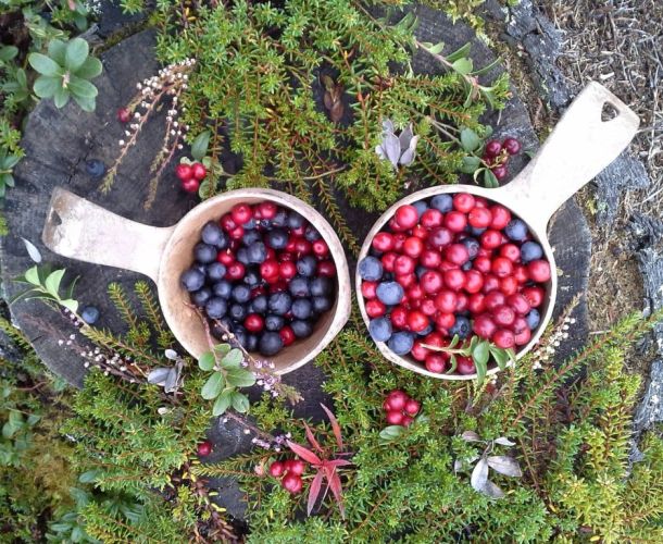 Berry picking in Ruka