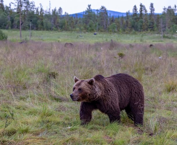 Bear watching with Ruka Safaris