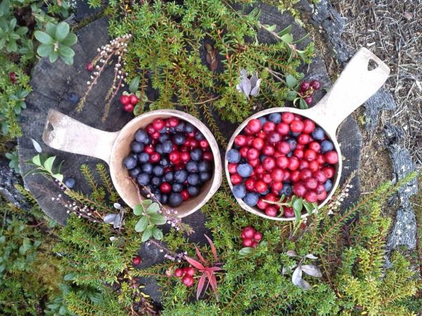 Berry picking in Ruka